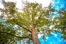  Mount Vernon, IN Tree Services Pros