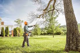 Best Hazardous Tree Removal  in Mount Vernon, IN