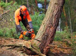 Trusted Mount Vernon, IN  Tree Services Experts