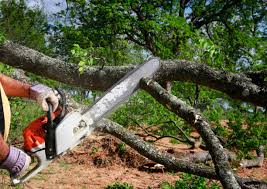 How Our Tree Care Process Works  in  Mount Vernon, IN