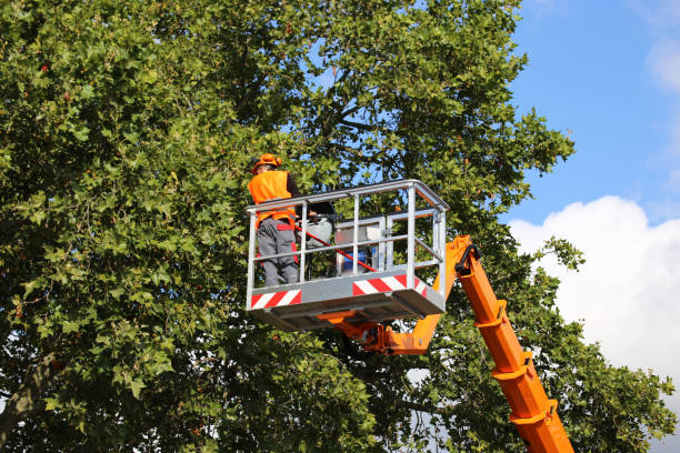 Best Tree Preservation Services  in Mount Vernon, IN