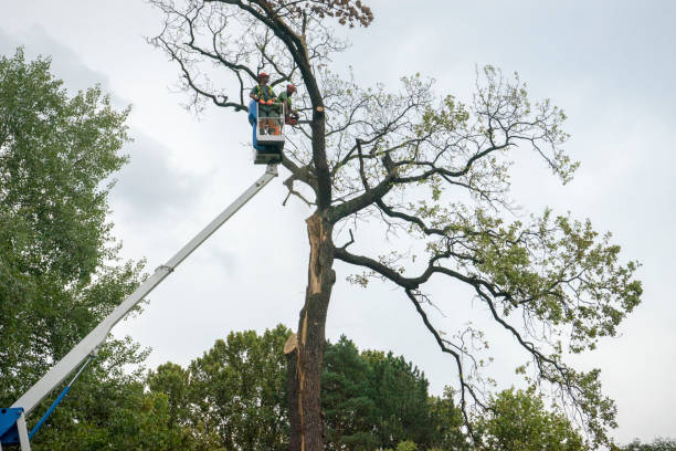 Best Root Management and Removal  in Mount Vernon, IN