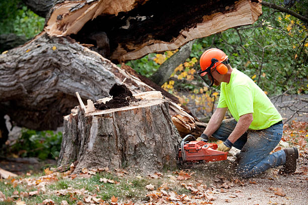 Best Storm Damage Tree Cleanup  in Mount Vernon, IN