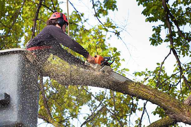 Best Leaf Removal  in Mount Vernon, IN